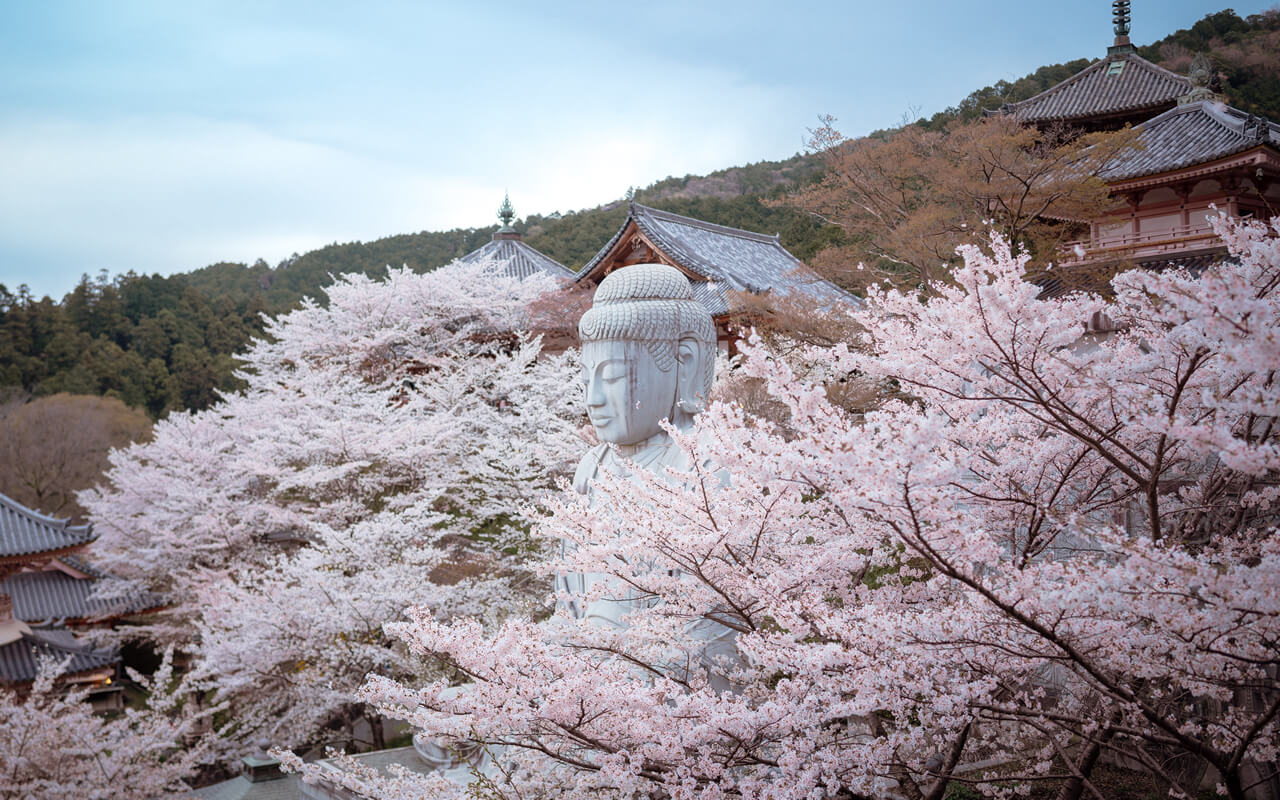 HopGo - Private Charter Tours & Chauffeur Services Across Japan