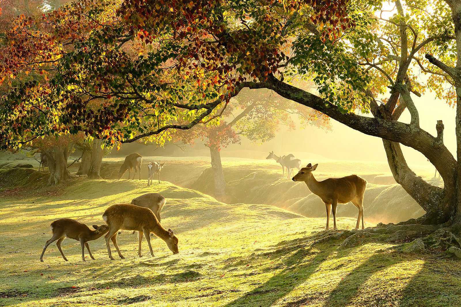 Nara Park